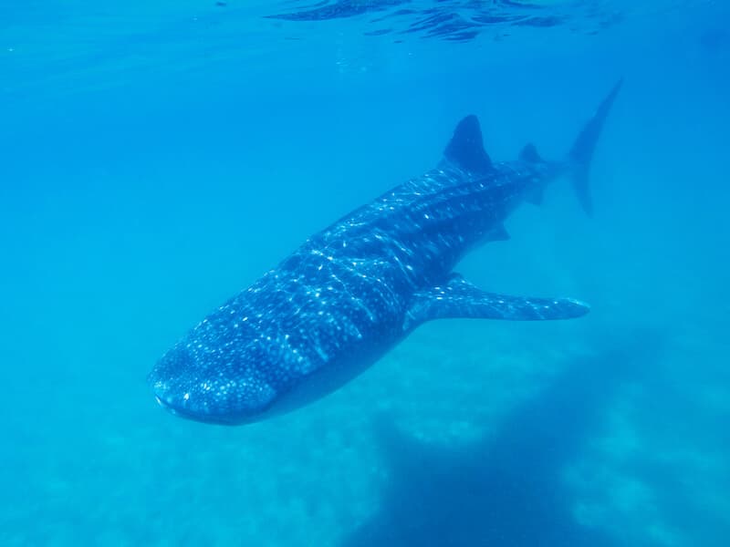 Nado Con Tiburón Ballena — foto 1 de 5