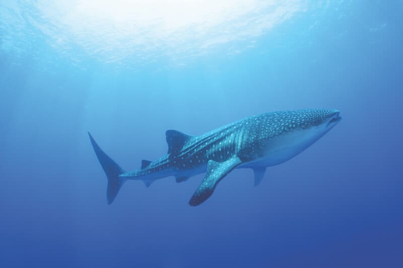 Nado Con Tiburón Ballena — foto 2 de 5