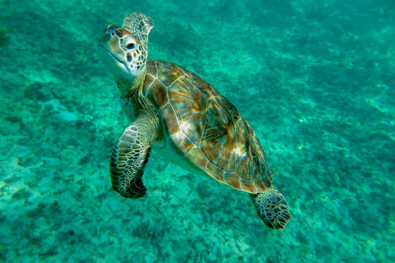 Luxury Sailing & Snorkeling (Puerto Aventuras) — foto 5 de 5