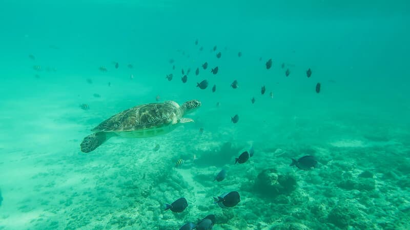Cobá & Turtle Adventure — foto 5 de 5
