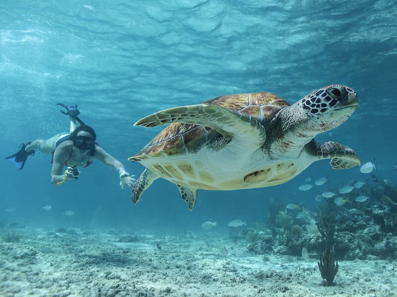 Cenotes, Turtles & Beach Club — foto 1 de 5